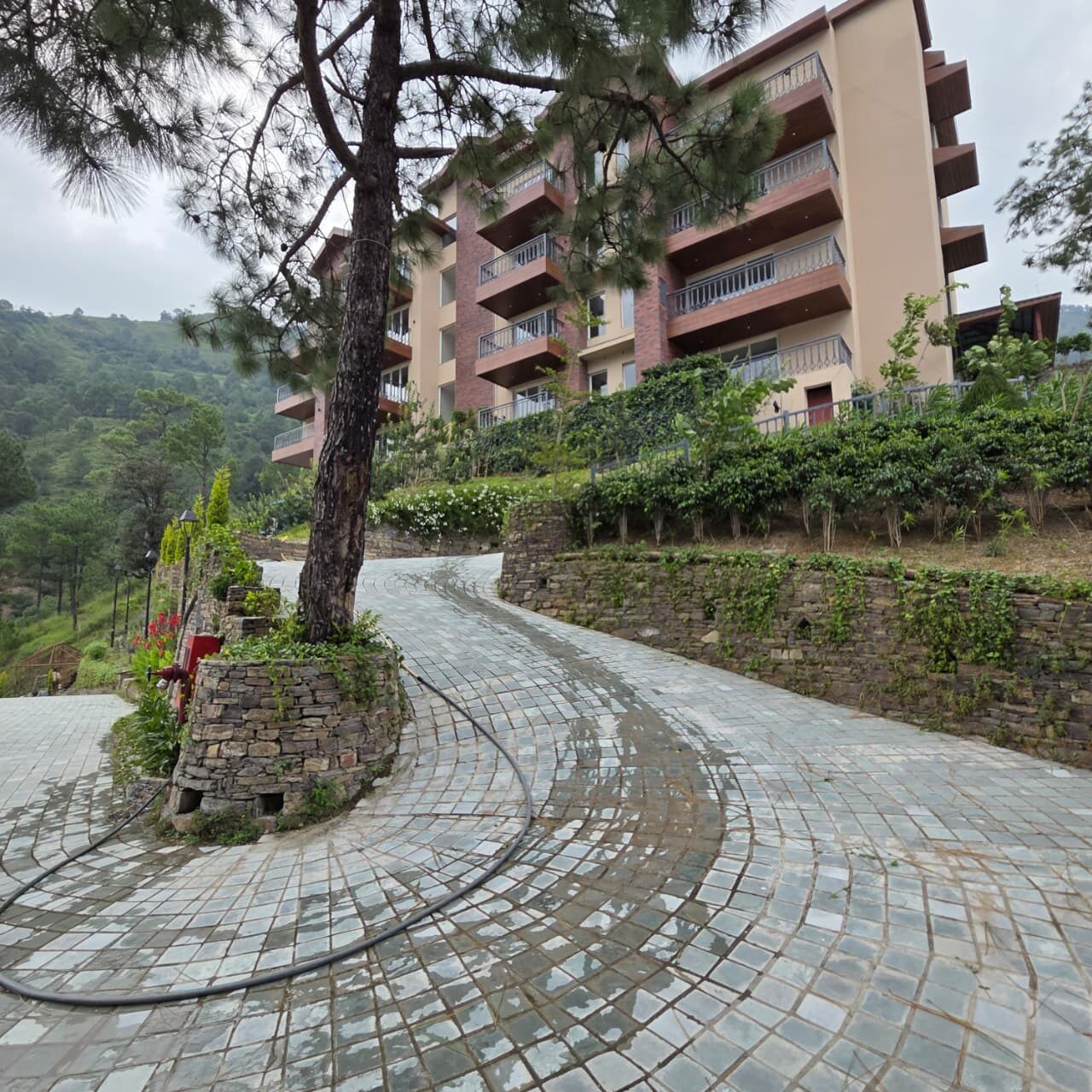 A metalled approach road through pines to a residential block in Himachal